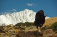 /album/fotogalerie-himalaj/a4-himalaj-yak-jpg/